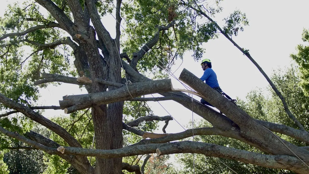 Professional Hazardous Tree Removal performed by certified arborists in Conway